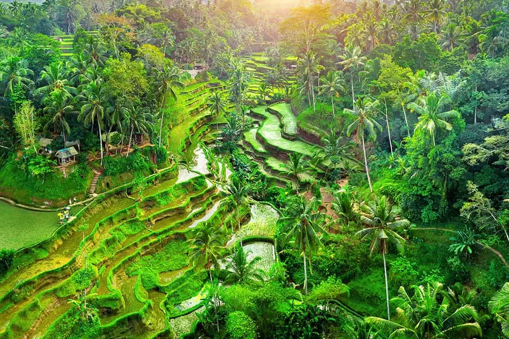 Hamparan sawah terasering di Ubud